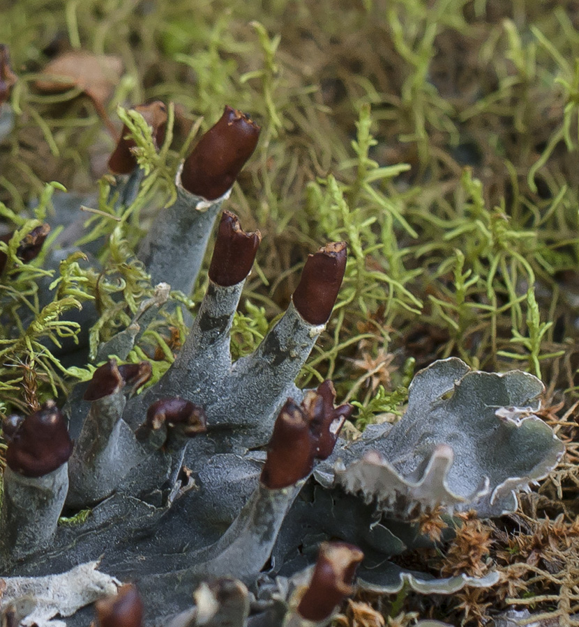 Image of genus Peltigera specimen.