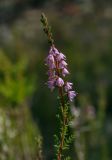 Calluna vulgaris. Верхушка цветущего растения. Кировская обл. Верхнекамский р-н, окр. пос. Тупрунка, разнотравный луг вдоль старой вырубки. 25.08.2018.