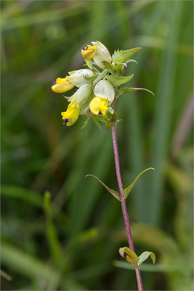 Image of genus Rhinanthus specimen.