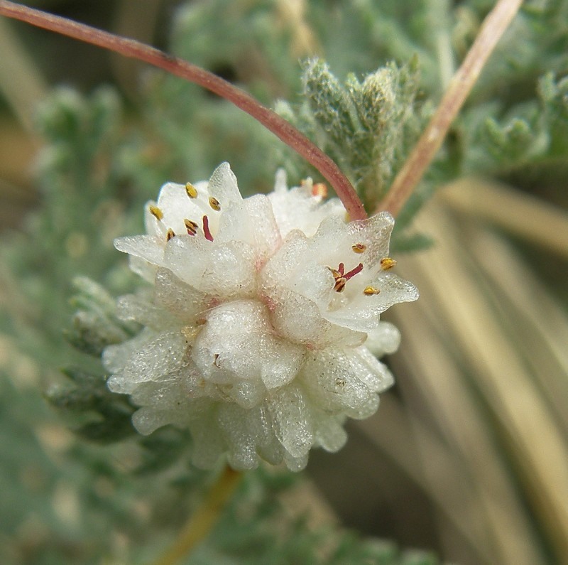 Image of Cuscuta planiflora specimen.