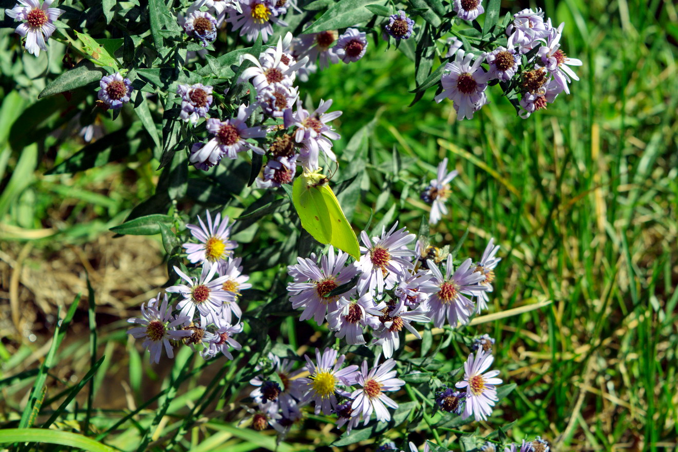 Image of genus Symphyotrichum specimen.