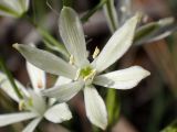 Ornithogalum narbonense