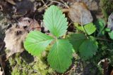 Fragaria vesca. Лист. Тверская обл., Конаковский р-н, ст. Донховка, под пологом смешанного леса. 13 октября 2018 г.