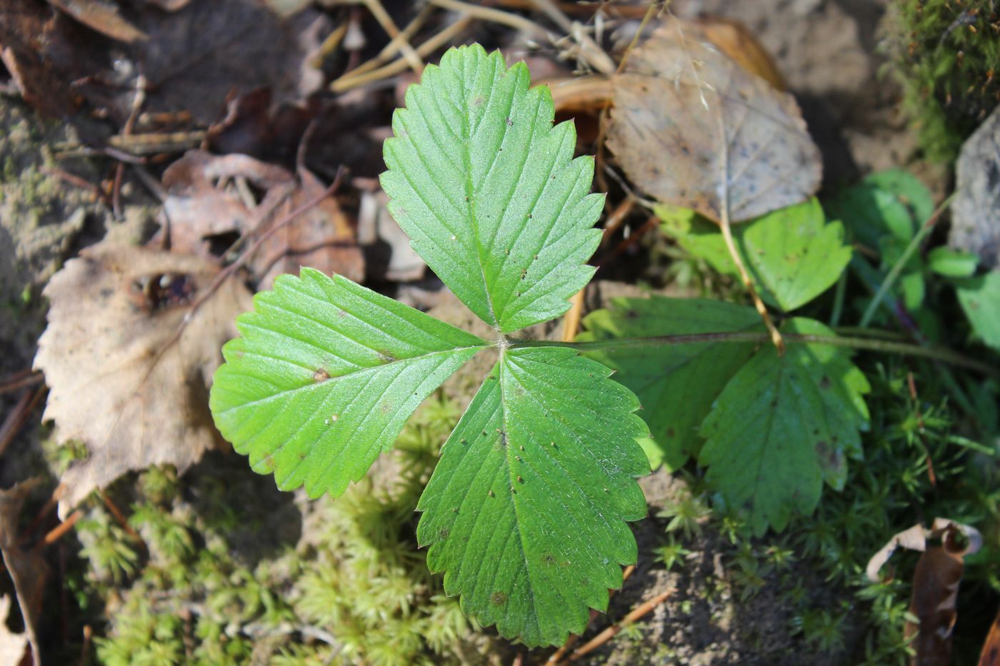 Изображение особи Fragaria vesca.