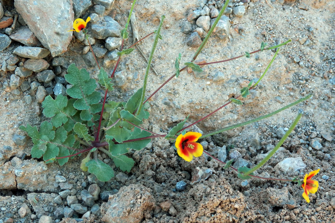 Изображение особи Glaucium elegans.