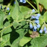 Symphytum caucasicum. Верхушка побега с соцветием. Восточный Казахстан, г. Усть-Каменогорск, парк Жастар, в культуре. 04.06.2018.