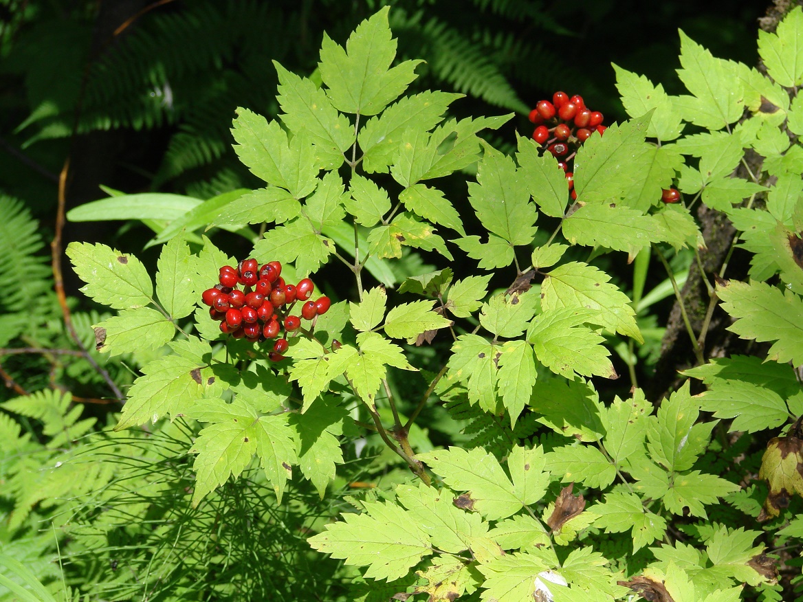 Изображение особи Actaea erythrocarpa.