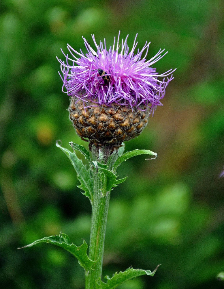 Image of Stemmacantha carthamoides specimen.