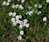 Convolvulus arvensis. Часть цветущего растения на неухоженном газоне. Украина, г. Киев, Южная Борщаговка, ул. Симиренко. 12 июня 2010 г.