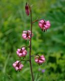 Lilium pilosiusculum. Соцветие. Алтай, Катунский хребет, долина р. Куйгук, ≈ 2000 м н.у.м., субальпийский луг. 04.07.2018.