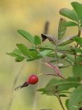 Rosa cinnamomea. Верхушка ветки с плодом и листьями. Санкт-Петербург, Красносельский р-н, окр. ст. Можайская, памятник природы \"Дудергофские высоты\", опушка широколиственного леса вдоль просеки на восточном склоне горы Ореховая. 29 сентября 2018 г.