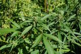 Cannabis sativa var. spontanea