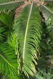 Cycas revoluta