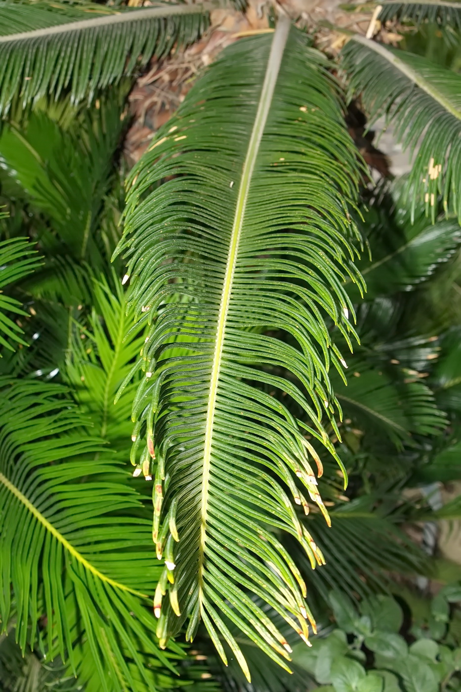 Image of Cycas revoluta specimen.