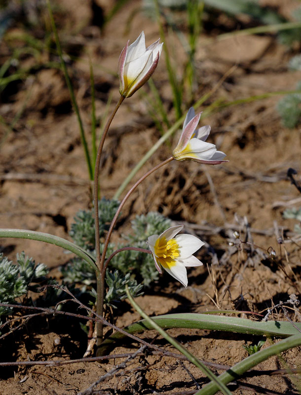 Image of Tulipa biflora specimen.