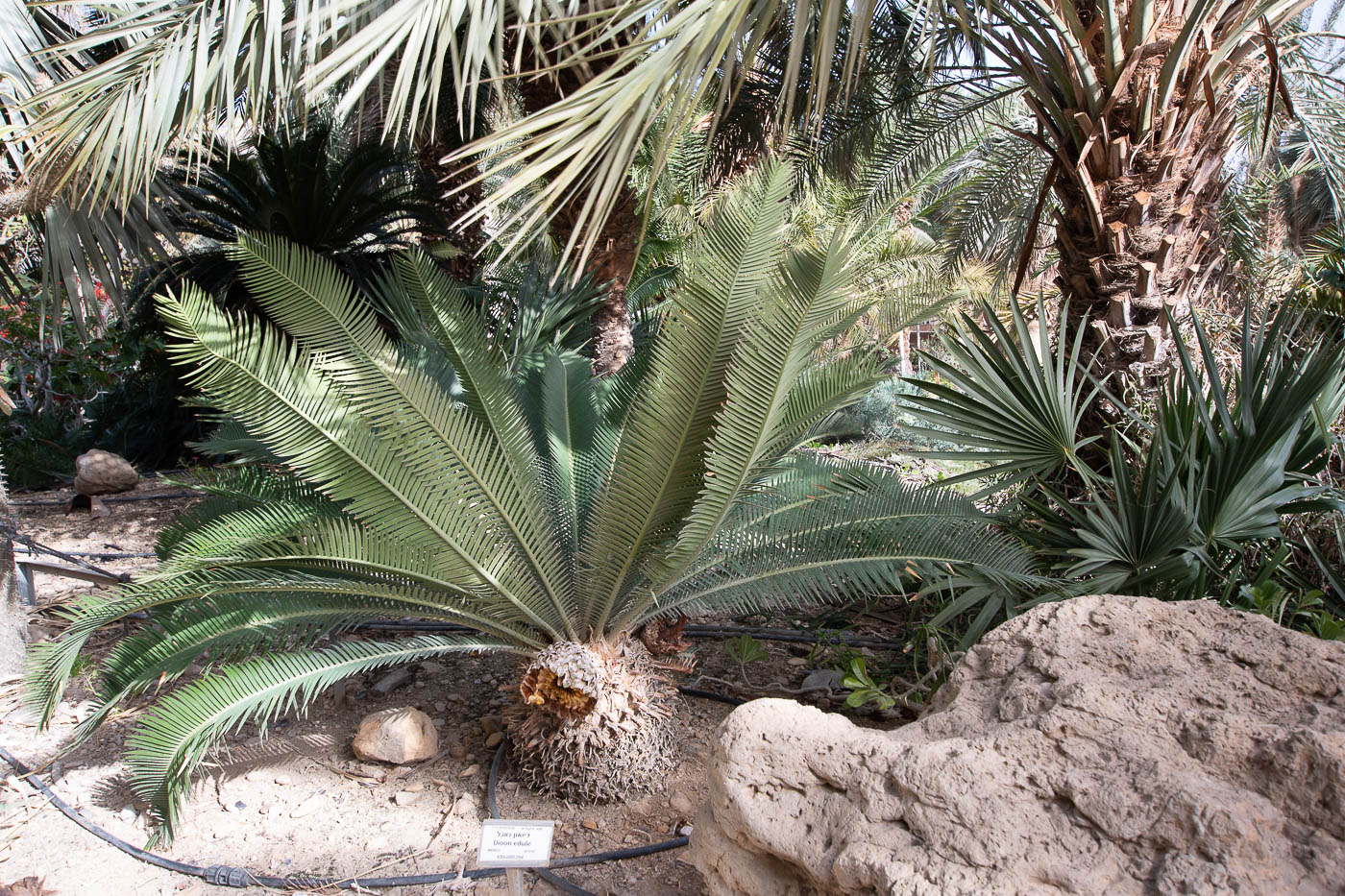 Image of Dioon edule specimen.