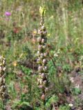 Linaria vulgaris. Незрелое соплодие. Магаданская обл., окр. г. Магадан, ост. \"Аммональная\", р. Балахапчан, разнотравная поляна под склоном. 18.08.2018.