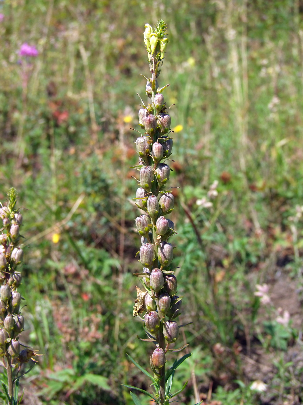 Image of Linaria vulgaris specimen.