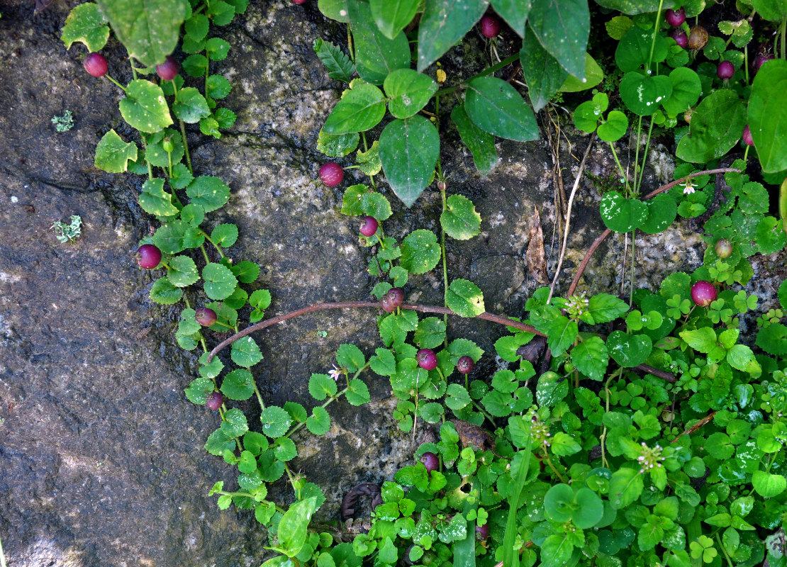 Изображение особи Lobelia nummularia.