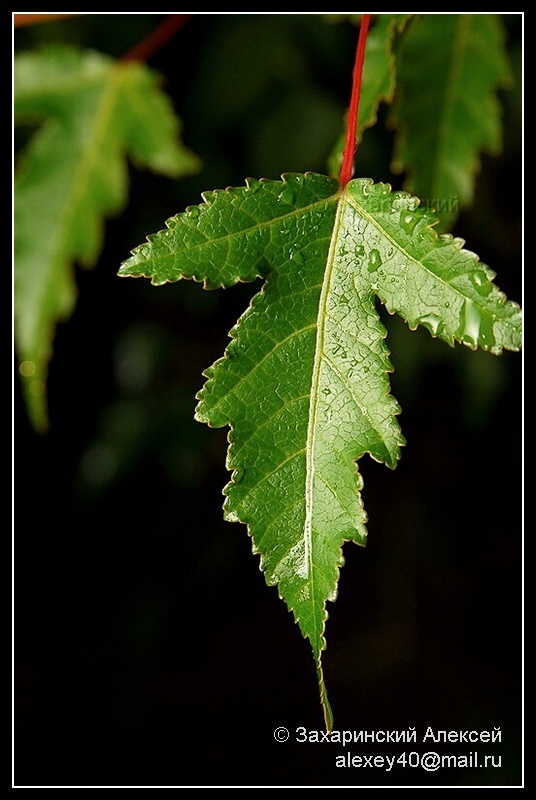 Image of Acer ginnala specimen.