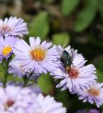 Symphyotrichum × versicolor. Соцветия с кормящейся мухой Cynomyia. Казахстан, Восточно-Казахстанская обл., Уланский р-н, с. Украинка, дачный участок, в культуре. 05.010.2012.