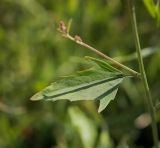 Image of taxon representative. Author is Игорь Павлов
