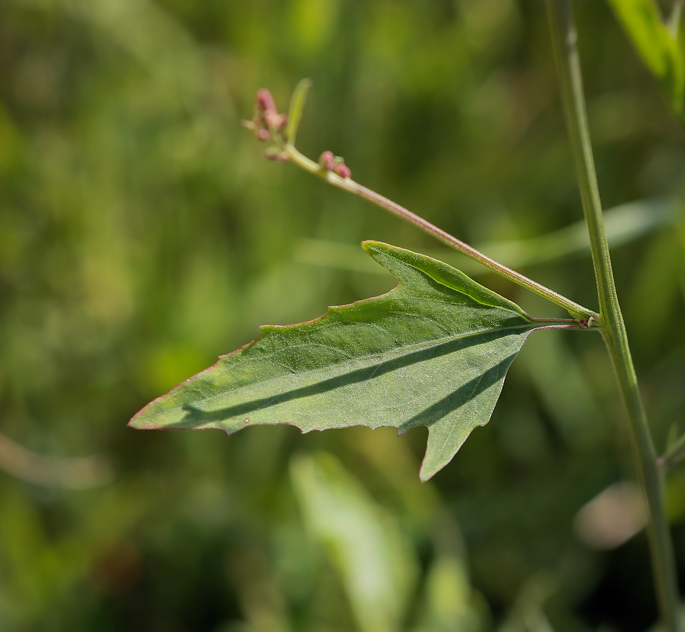 Image of genus Atriplex specimen.
