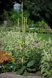 Verbascum thapsus. Цветущее растение. Кировская обл., г. Киров, Ботанический сад Вятского государственного университета, в культуре. 31.07.2018.