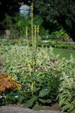 Verbascum thapsus