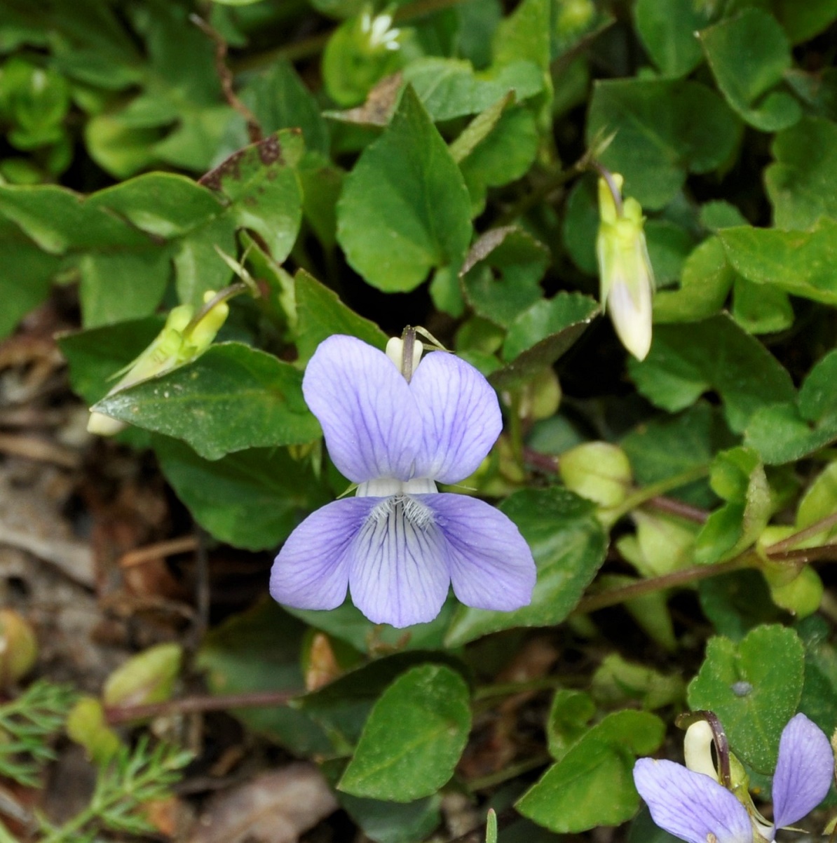 Image of Viola sieheana specimen.