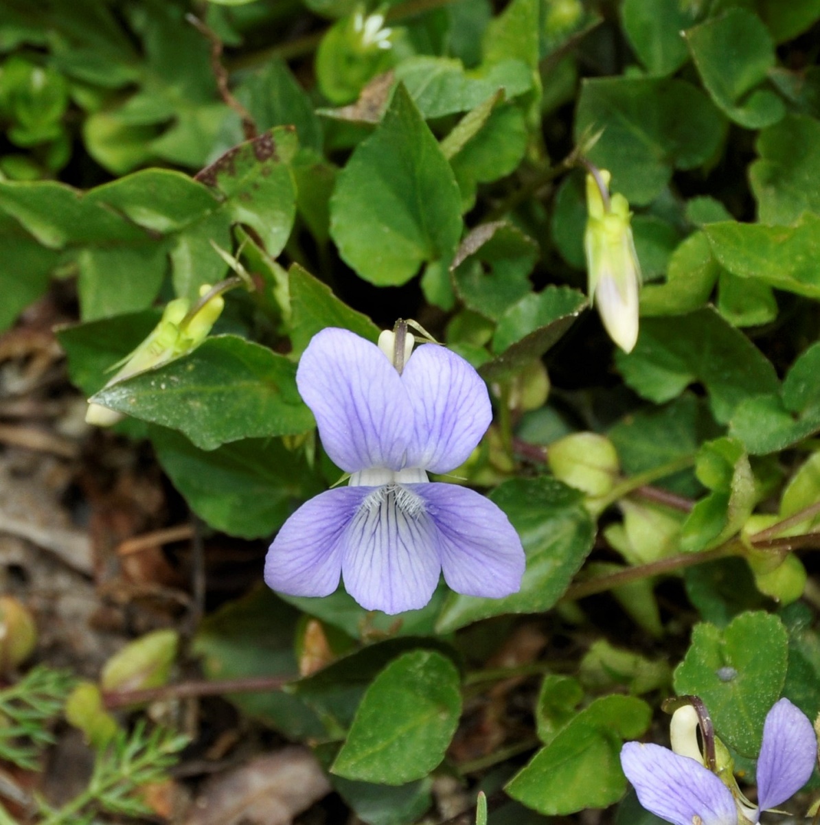 Изображение особи Viola sieheana.