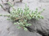 Kalidium juniperinum