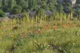 Eremurus turkestanicus. Цветущие растения (на заднем фоне г. Янгиабад). Узбекистан, Ташкентская обл., южный склон Чаткальского хребта, бассейн р. Ахангаран, водораздел рек Каттасая и Дукентсая, склон над г. Янгиабад. 10.05.2019.