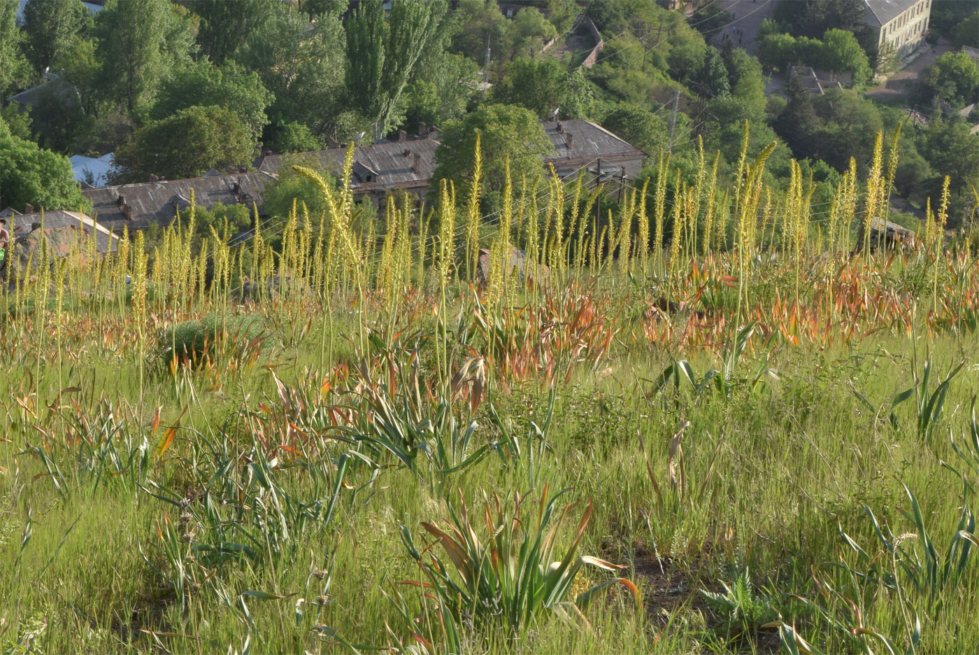 Image of Eremurus turkestanicus specimen.