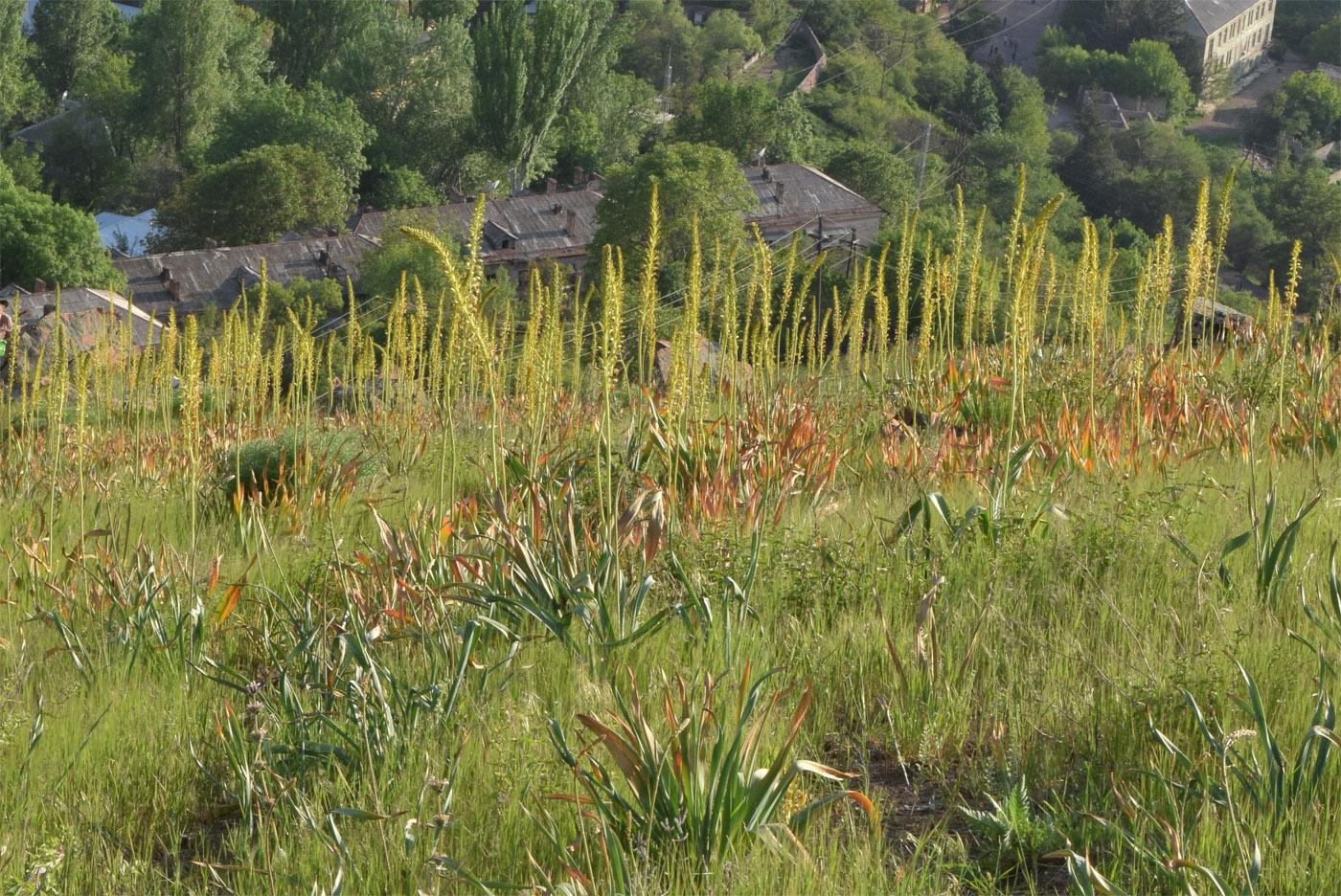 Изображение особи Eremurus turkestanicus.