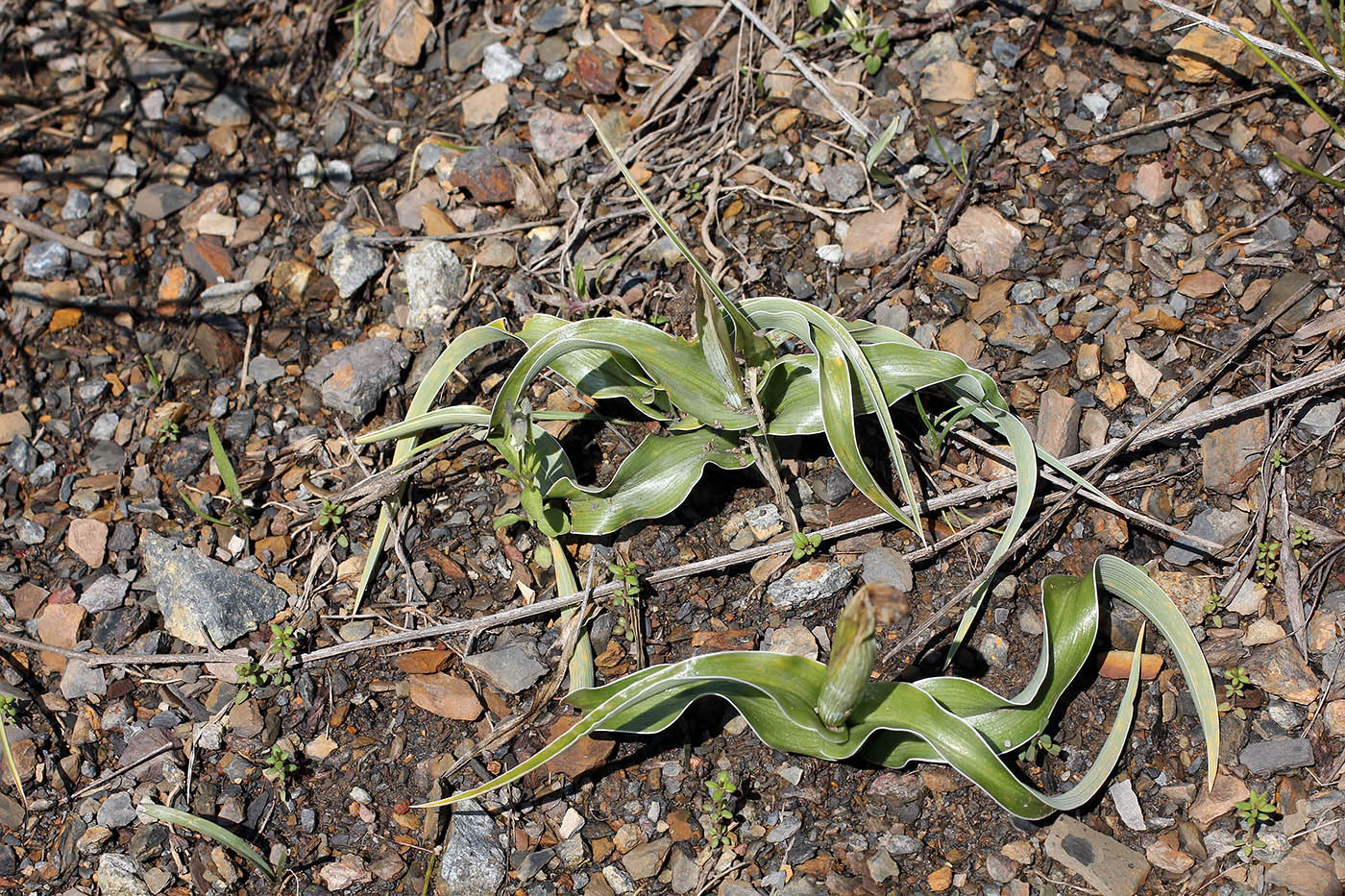 Image of Juno maracandica specimen.