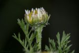 род Tripleurospermum