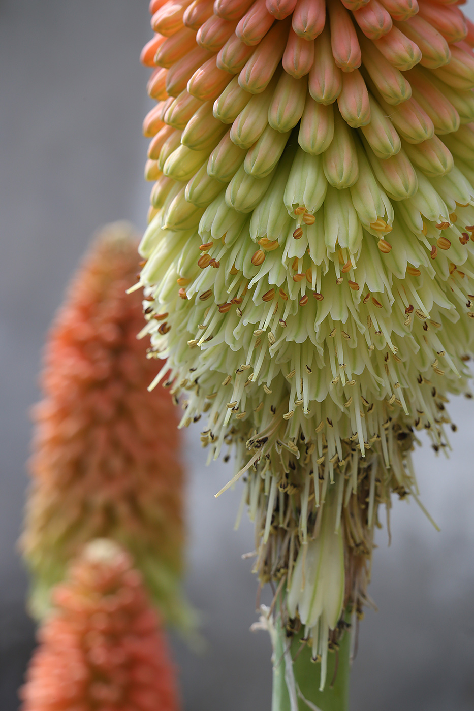 Image of Kniphofia uvaria specimen.