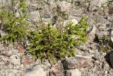 Picea abies. Молодые растения на каменистой известняковой россыпи. Ленинградская обл., Гатчинский р-н, окр. дер. Авколево, карьер \"Елизаветино\", заброшенная выработка известняка. 16.06.2019.
