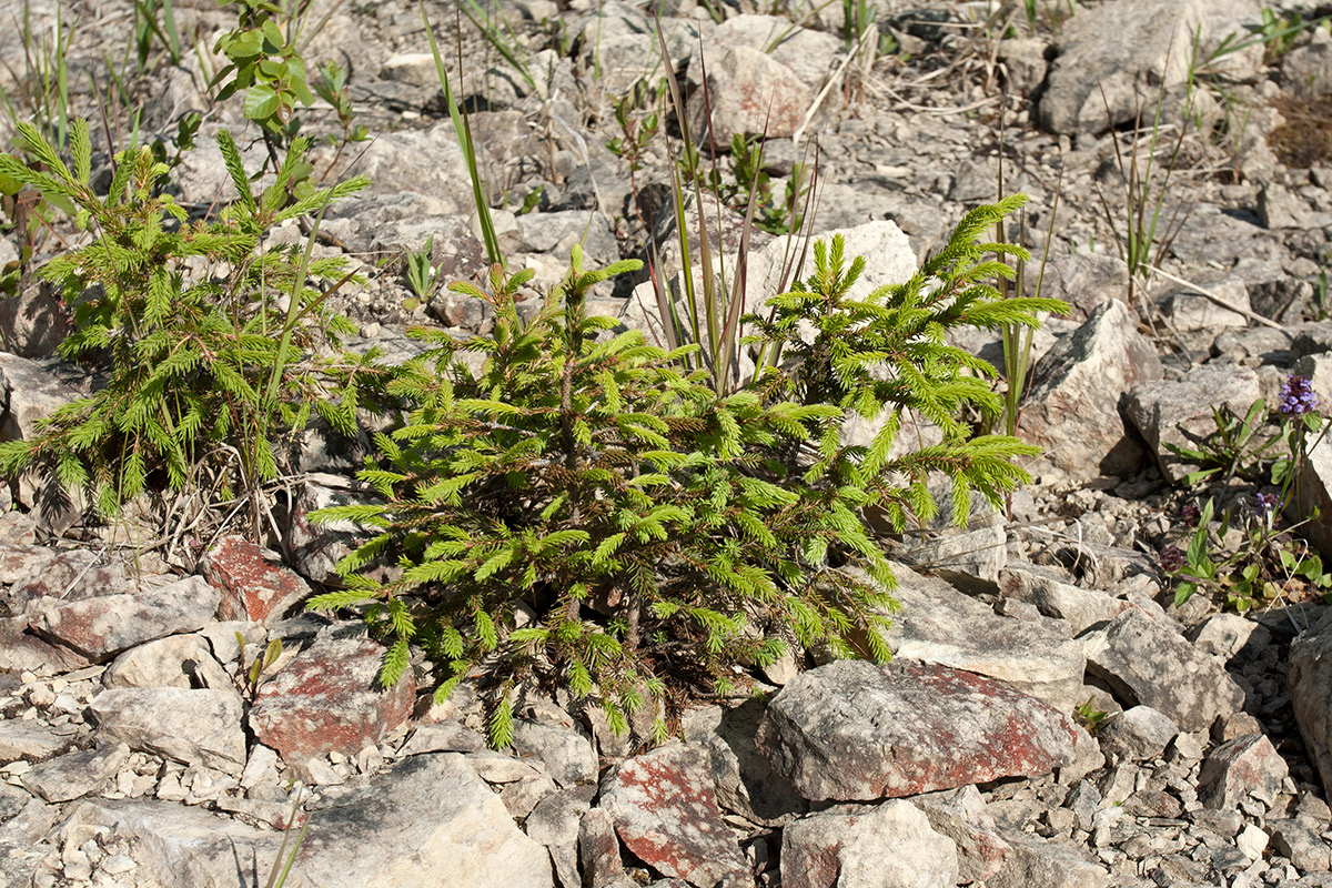 Изображение особи Picea abies.