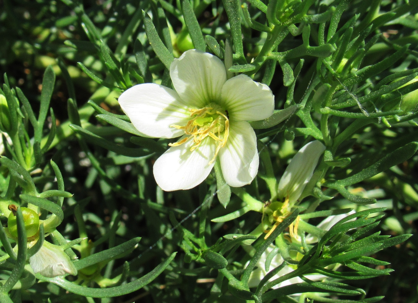 Image of Peganum harmala specimen.