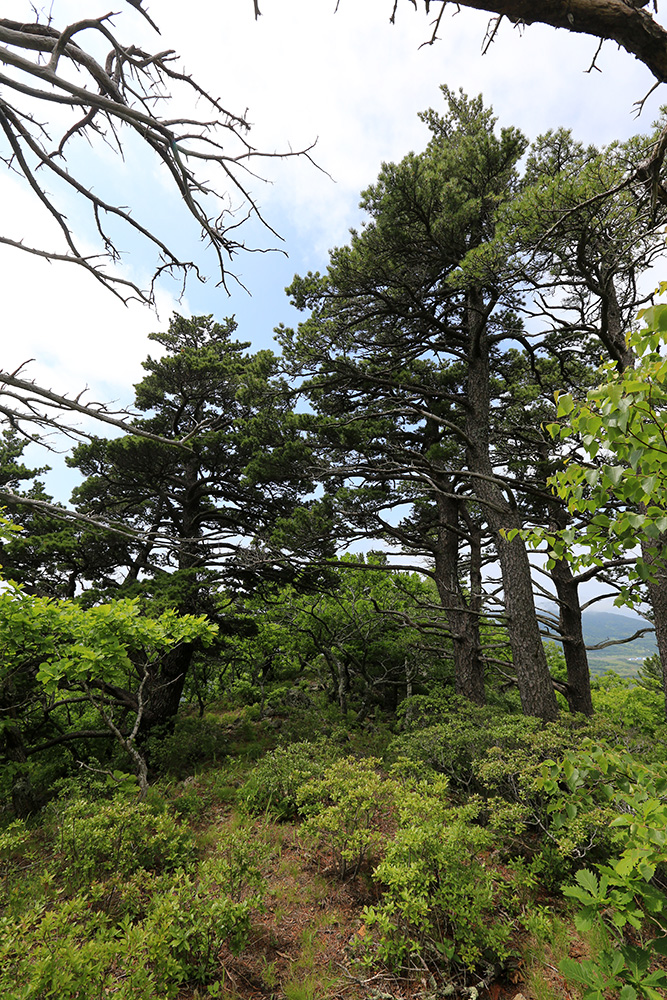 Image of Pinus koraiensis specimen.