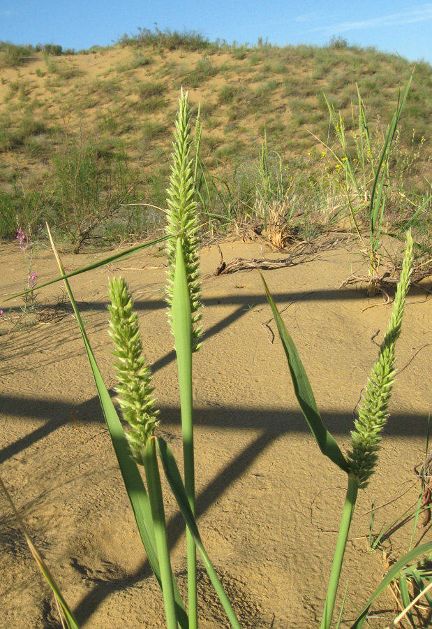 Image of Leymus racemosus specimen.