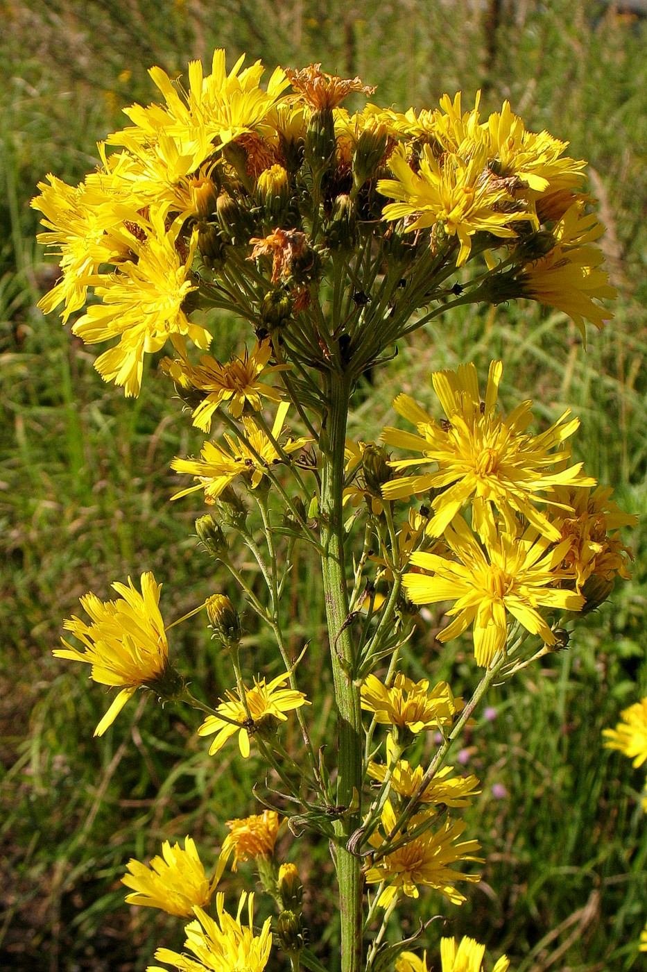 Изображение особи Hieracium umbellatum.