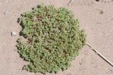 Polycarpon succulentum. Цветущее растение. Израиль, Шарон, г. Герцлия, ок. 1 км севернее пос. Ноф Ям, высокий берег Средиземного моря. 28.04.2019.