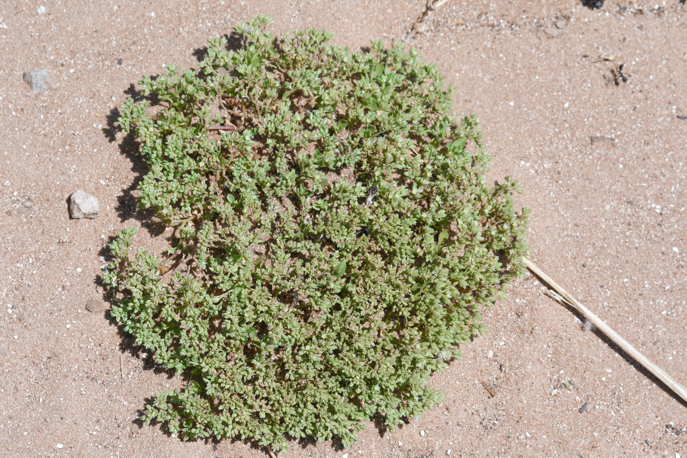 Image of Polycarpon succulentum specimen.