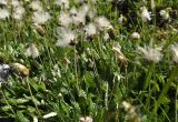 Dryas oxyodonta. Плодоносящие растения. Алтайский край, Змеиногорский р-н, верховья руч. Большой Тигирек. 15 июля 2010 г.