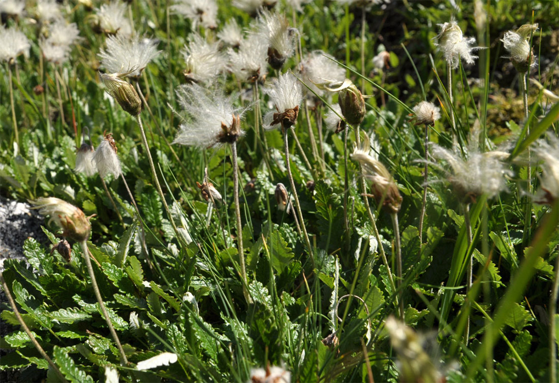 Image of Dryas oxyodonta specimen.