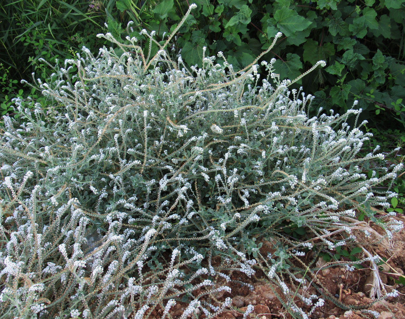 Image of Heliotropium hirsutissimum specimen.