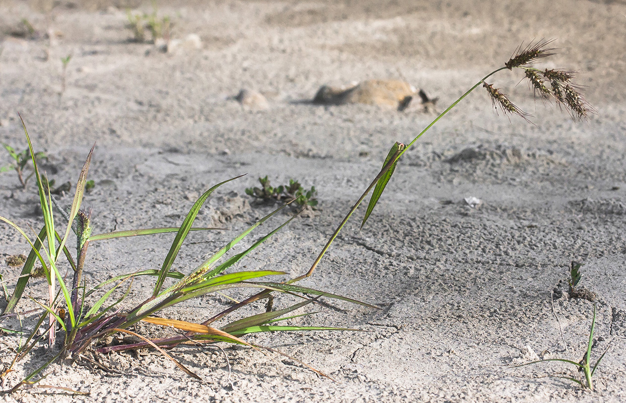 Image of Echinochloa crus-galli specimen.